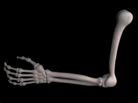 Skeleton Arm Hand Bones Clip Art Library
