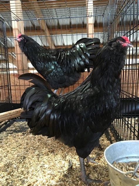 Black Ameraucana Chicks For Sale Cackle Hatchery