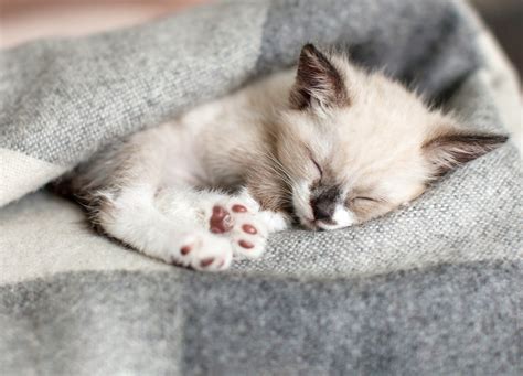 Sweet Sleepy Kitten Delights Internet Adorable
