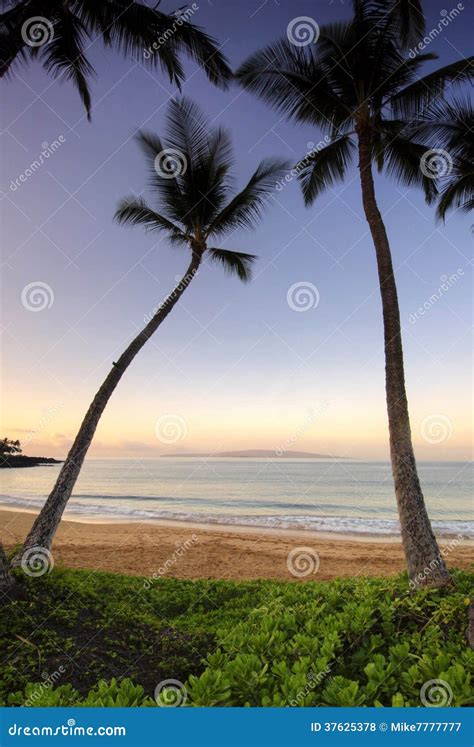 Palm Trees At Dawn On Ulua Beach Maui Hawaii Stock Photo Image Of