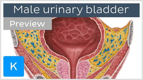 Male Urinary System Diagram