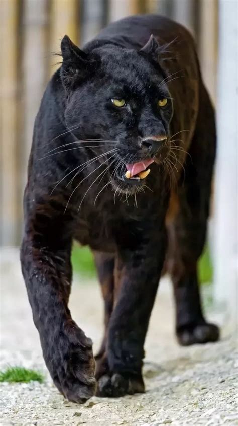What Are The Mating Habits Of Black Panthers Quora