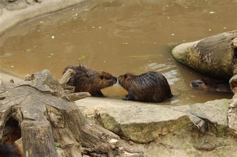 Wir übernehmen keine garantie für die vollständigkeit oder oder richtigkeit der angezeigten daten für die haltestelle zoologischer garten bhf (s+u), berlin. Berlin Zoologischer Garten Aquarium - BERLINTUH