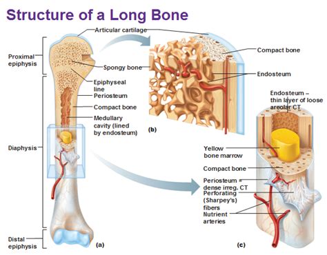 Diagram of of a long bone. Endosteum - Function, Location and Anatomy