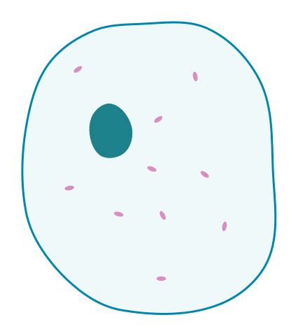 Animal cell simple diagram labeled. File:Simple diagram of animal cell (blank).svg - Wikimedia ...