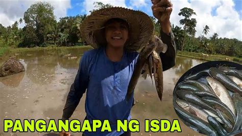 Pangangapa Ng Hito At Dalag Sa Palayn Tayabas Quezon Youtube