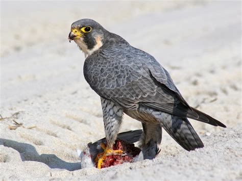 Peregrine Falcon Celebrate Urban Birds