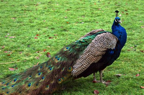 Burung merak atau banyak yang menyebutnya peacock yaitu salah satu jenis burung yang termasuk dalam klasifikasi genus pavo serta afropavo. hewan lucu 2016: hewan burung merak Images