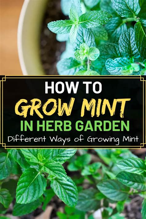 How To Grow Mint In Your Herb Garden Amaze Vege Garden