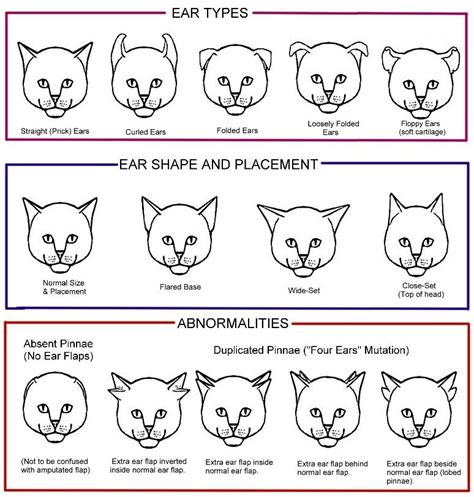 Cat The Ears Can Vary In Placement On The Head As Well As In Shape