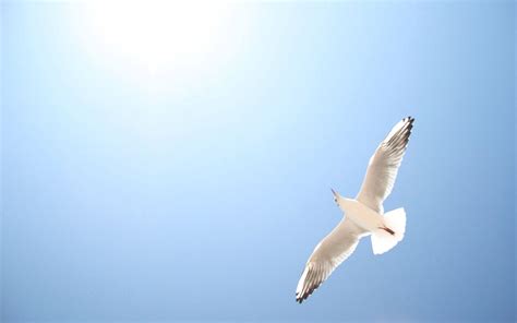 Seagull Wallpapers Wallpaper Cave