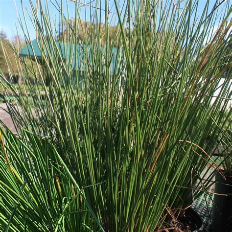 Juncus Effusus Common Rush Landscaping Around Pool Backyard Plants