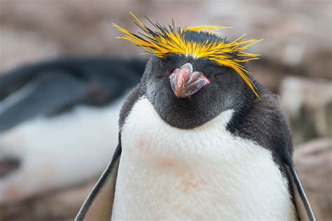 Macaroni Penguin The Animal Facts Appearance Diet Habitat