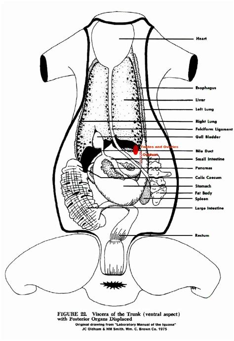 Female body internal organs chart with labels on white background. Iguana Ovaries and Testes