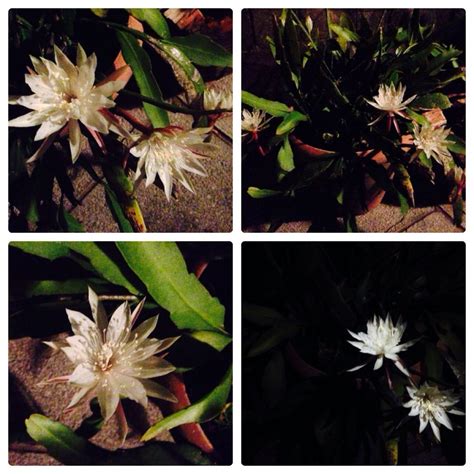 Dama De La Noche Garden Flowers Plants