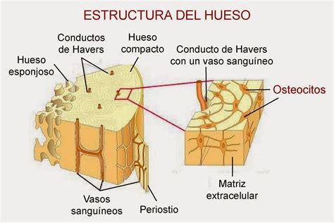Fisiología Huesos