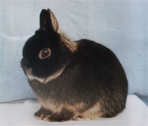 Everything you want to know about netherland dwarf rabbits and more. Pure Bred Netherland Dwarf Rabbits Available | Watford ...