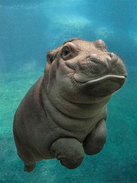 Mini figurine bébé manchot empereur. San Diego Zoo's baby hippo. | Cute animals, Cute animal ...