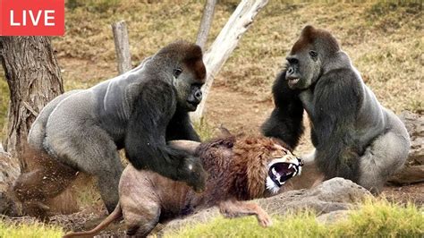 Live Gorilla Attack Lion Save Team Moments Of Animal