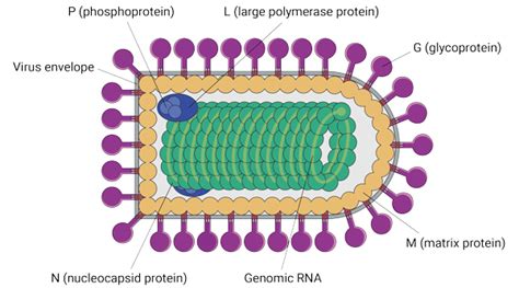 Proven against Ebola, a vector shows its broader potential - IAVI