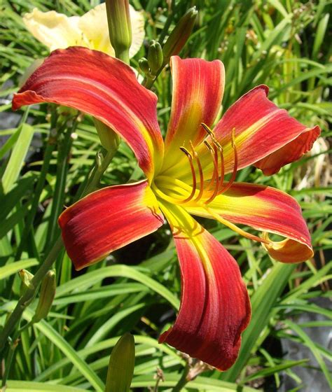 Daylily Hemerocallis Red Thrill In The Daylilies Database