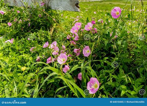 Texas Pink Evening Primrose Wildflowers At Wooden Fence Stock Image