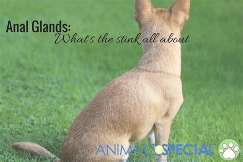 Anal Glands Animals R Special