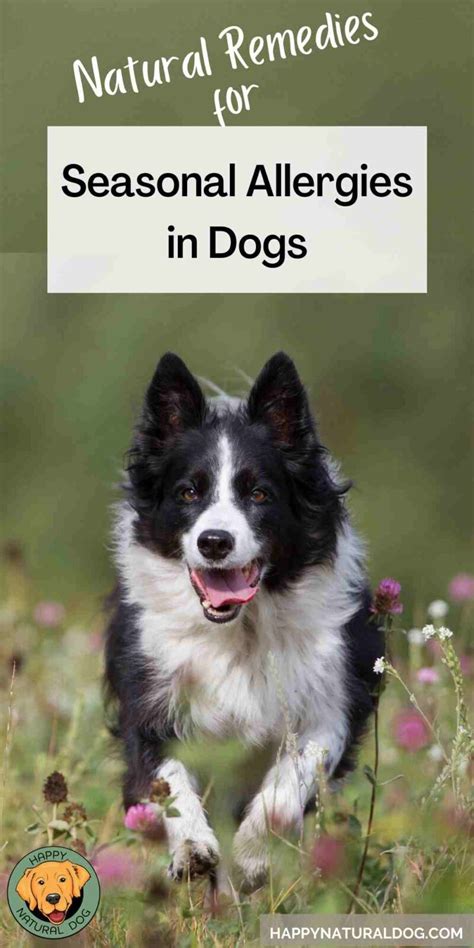 Natural Remedies For Seasonal Allergies In Dogs