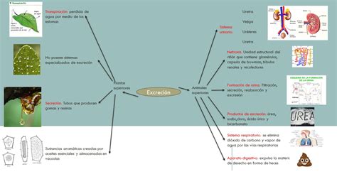 Blog De Biologia Rosi Excreción