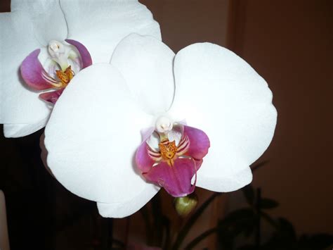 1920x1080 Wallpaper White And Purple Orchids Peakpx