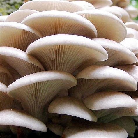 10 Delicious Types Of Edible Mushrooms | Wrytin