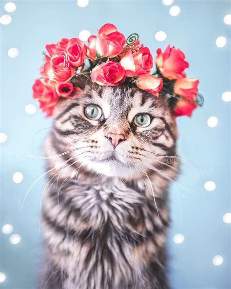 Gorgeous Maincoon Cat Wearing Red Rose Flower Crown Cute Cats Cat Photo Cats