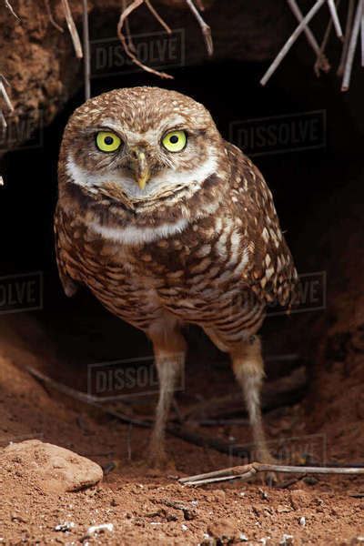 Clarion Burrowing Owl Athene Cunicularia Rostrata At Burrow Entrance