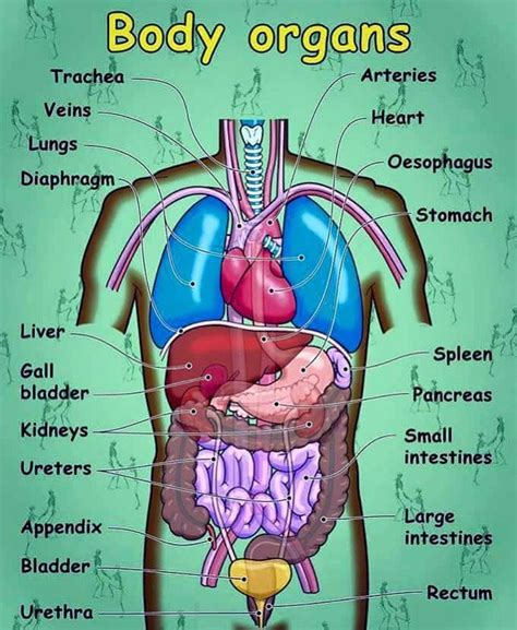English Vocabulary Internal Organs Of The Human Body Eslbuzz