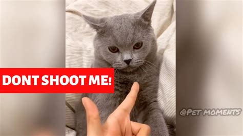 Cute Cats Compilation 2019 1 Best Of Funny Cat Video Ever Youtube