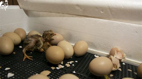 A Homemade Incubator To Hatch Chicken Eggs Can You Diy It