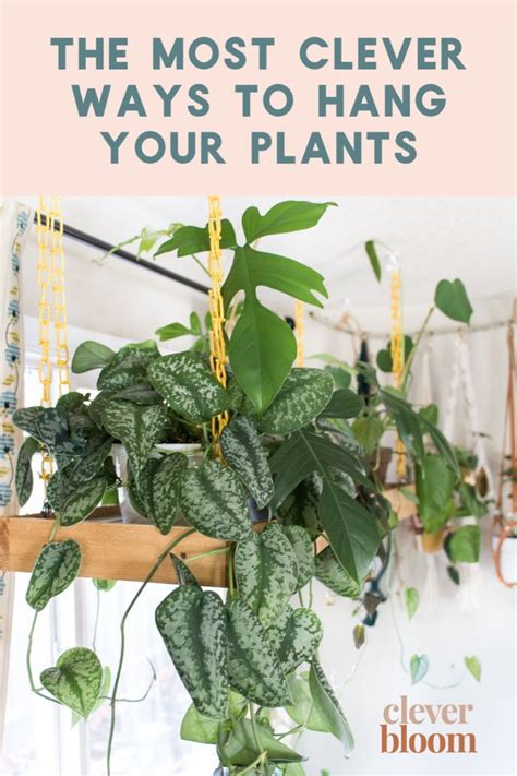 Clever Ways To Hang Your Plants Hanging Plants Indoor Indoor Plant