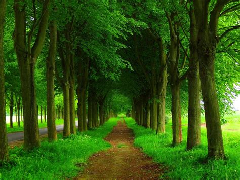 Forest Trees Wallpapers Wallpaper Cave