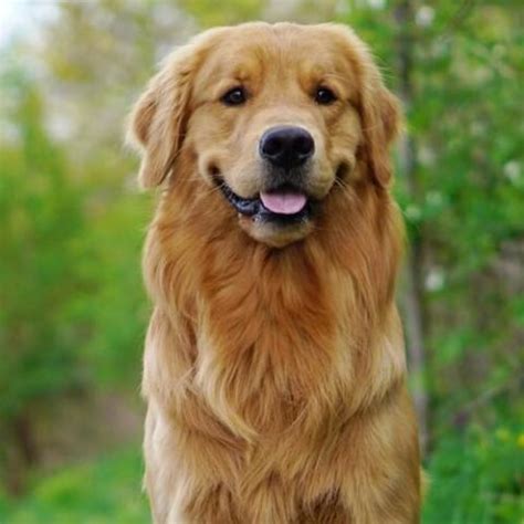 If you would like to reserve a. Learn About The Golden Retriever Dog Breed From A Trusted ...
