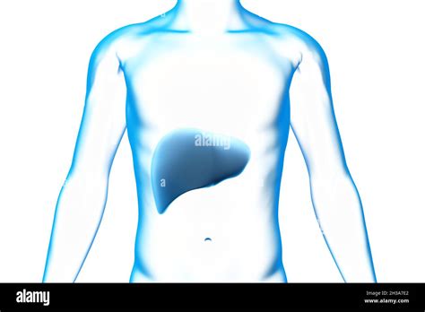 Liver Organ Human Body Medical 3d Model Stock Photo Alamy