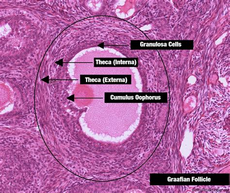 Ovary Slide Labelled Histology Schoolworkhelper Images And Photos Finder