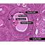 Ovary 2 Slide Labelled Histology  SchoolWorkHelper