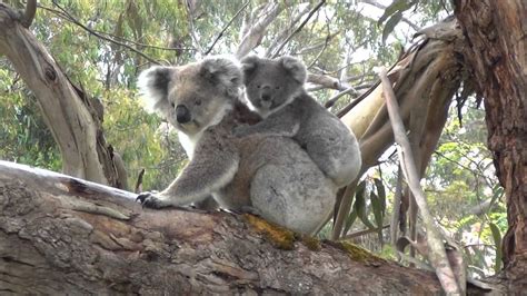 Amazingly Cute Koala And Baby Youtube