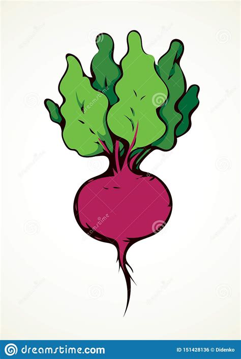 Beet Vector Drawing Stock Vector Illustration Of Cook 151428136