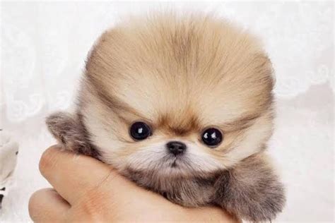 Worlds Cutest Dog