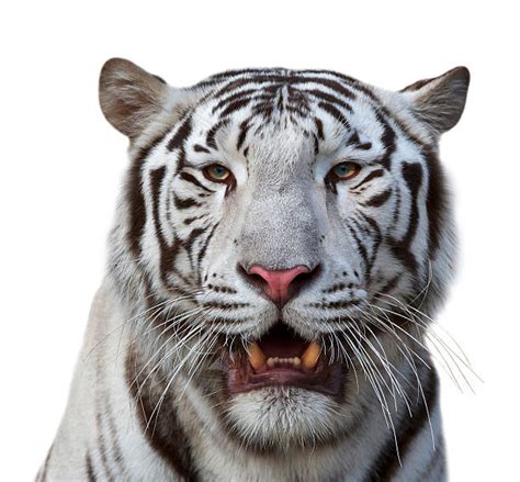Royalty Free Tiger Head Pictures Images And Stock Photos Istock