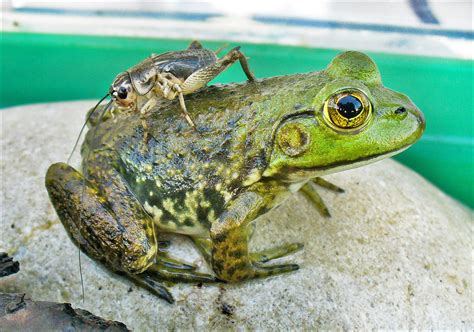 American Bullfrog With A Friend Lithobates Catesbeianus Flickr