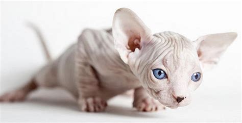 How to care for a sphynx cat. Grandes dicas para cuidar do Gato Sphynx