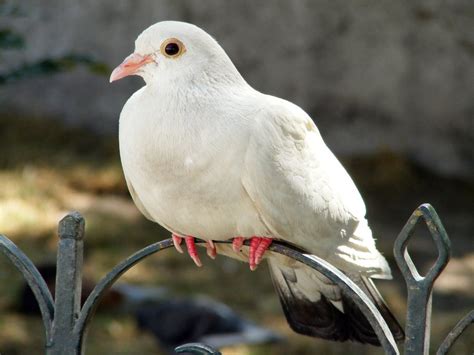 White Dove Wallpaper Wallpapersafari