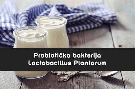 Lactobacillus Plantarum Probiotska Bakterija Vision Classic Doo